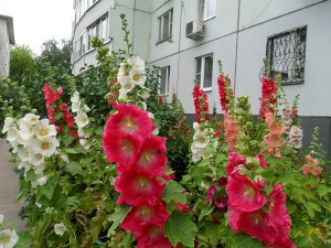 Gündüz Fenerleri yalın kat gülhatmi fidesi alcea hollyhock happy lights