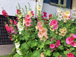 Gündüz Fenerleri yalın kat gülhatmi fidesi alcea hollyhock happy lights