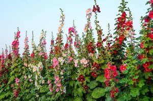 Gündüz Fenerleri yalın kat gülhatmi fidesi alcea hollyhock happy lights