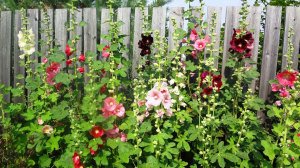 Gündüz Fenerleri yalın kat gülhatmi fidesi alcea hollyhock happy lights
