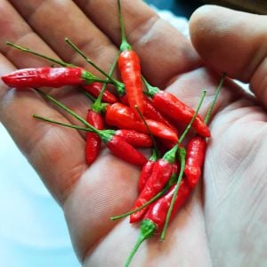 Hint ağaç biberi çok yıllık acı biber capsicum
