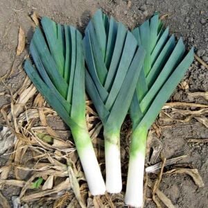 Bahçe pırasa tohumu bayrak pırasası atalık american flag leek