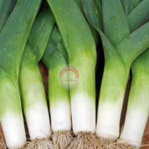Bahçe pırasa tohumu bayrak pırasası atalık american flag leek