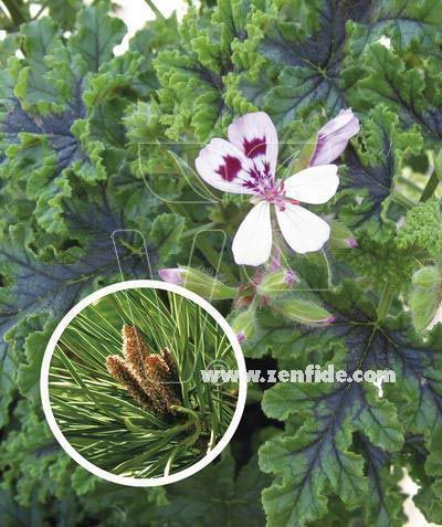 Çam kokulu sardunya fidesi sivrisinek kovucu pelargonium odorata pino