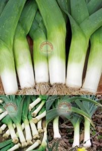 Bahçe pırasa tohumu bayrak pırasası atalık american flag leek