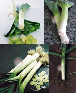 Bahçe pırasa tohumu bayrak pırasası atalık american flag leek