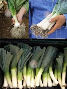 Bahçe pırasa tohumu bayrak pırasası atalık american flag leek