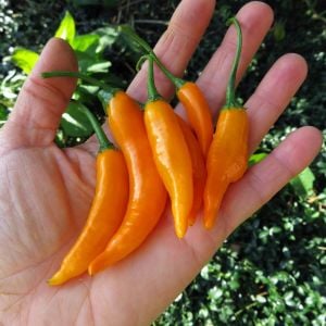 Criolla Sella Altın Portakal chili biberi tohumu