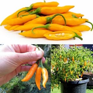 Criolla Sella Altın Portakal chili biberi tohumu