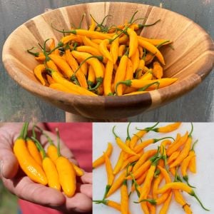 Criolla Sella Altın Portakal chili biberi tohumu