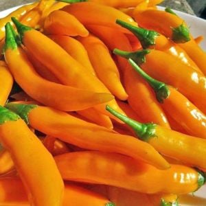 Criolla Sella Altın Portakal chili biberi tohumu