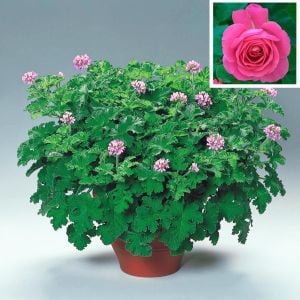 Gül kokulu sardunya fidesi sivrisinek kovucu pelargonium odorata rose