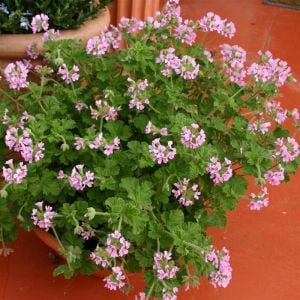 Gül kokulu sardunya fidesi sivrisinek kovucu pelargonium odorata rose