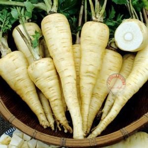 Parsnip all American Yaban havucu tohumu Atalık