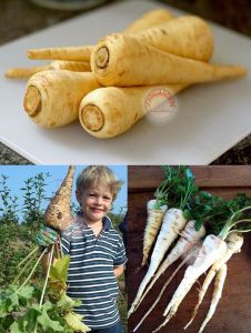 Parsnip all American Yaban havucu tohumu Atalık