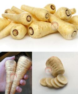 Parsnip all American Yaban havucu tohumu Atalık