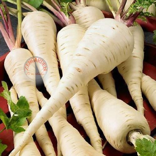 Parsnip hollow crown Yaban havucu tohumu