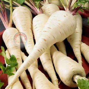 Parsnip hollow crown Yaban havucu tohumu