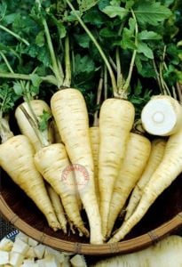 Parsnip hollow crown Yaban havucu tohumu