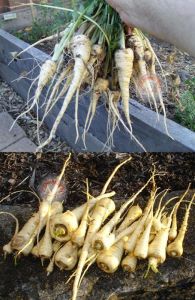 Parsnip hollow crown Yaban havucu tohumu