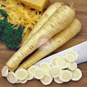 Parsnip hollow crown Yaban havucu tohumu