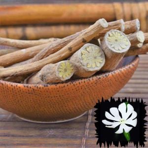 Silene Capensis Afrika Rüya otu tohumu