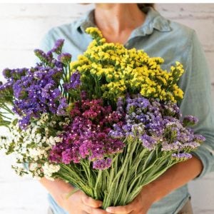 Limonyum tohumu tüm renkler karışımı limonium sinuatum statice