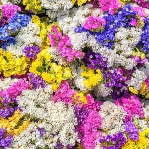 Limonyum tohumu tüm renkler karışımı limonium sinuatum statice