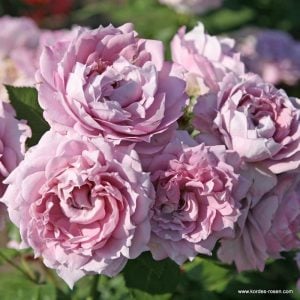 Novalis kokulu gül fidanı aşılı 3+ yaş