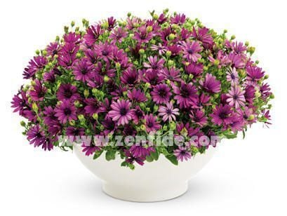 Menekşe bodrum papatyası fidesi ithal osteospermum compact violet