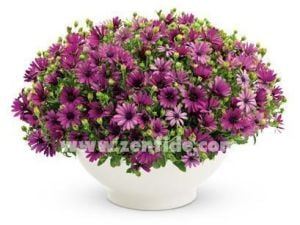 Menekşe bodrum papatyası fidesi ithal osteospermum compact violet