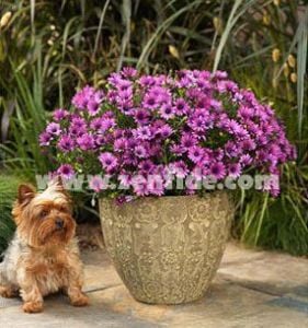 Menekşe bodrum papatyası fidesi ithal osteospermum compact violet