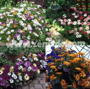 Menekşe bodrum papatyası fidesi ithal osteospermum compact violet