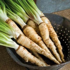 Salsify tohumu yemlikotu