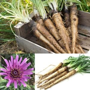 Salsify tohumu yemlikotu