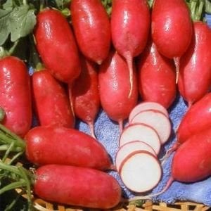 Erkenci turp tohumu geleneksel lady slipper radish