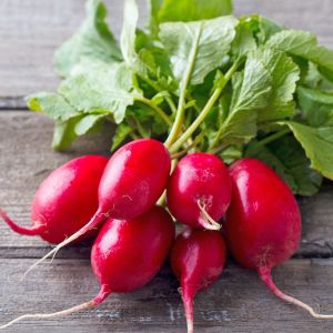 Erkenci turp tohumu geleneksel lady slipper radish