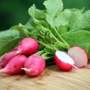 Erkenci turp tohumu geleneksel lady slipper radish