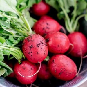 Erkenci turp tohumu geleneksel lady slipper radish