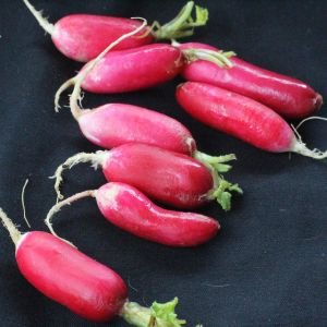 Erkenci turp tohumu geleneksel lady slipper radish