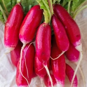 Erkenci turp tohumu geleneksel lady slipper radish