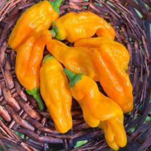 Pepperoncini Turuncu acı chili biberi tohumu