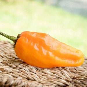 Pepperoncini Turuncu acı chili biberi tohumu