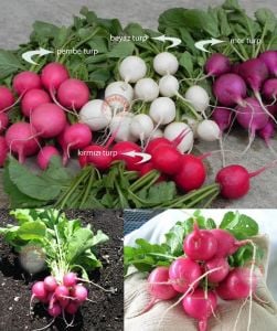 Erkenci pembe turp tohumu geleneksel pink beauty radish