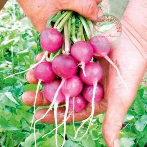 Erkenci pembe turp tohumu geleneksel pink beauty radish