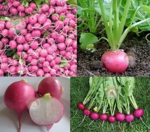 Erkenci pembe turp tohumu geleneksel pink beauty radish