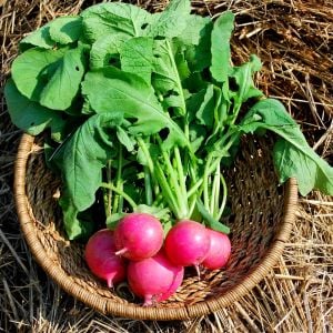 Erkenci pembe turp tohumu geleneksel pink beauty radish