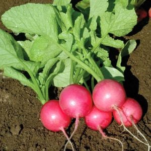 Erkenci pembe turp tohumu geleneksel pink beauty radish