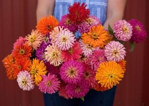 Kaktüs çiçekli zinnia tohumu parlak mücevher varyetesi kirli hanım çiçeği