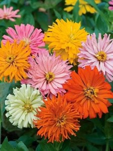 Kaktüs çiçekli zinnia tohumu parlak mücevher varyetesi kirli hanım çiçeği